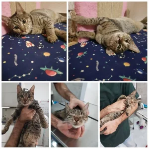 واگذاری گربه ماده DSH در رشت