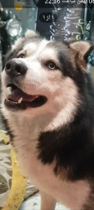 گمشده سگ هاسکی مالاموت در مشهد