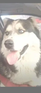 گمشده سگ هاسکی مالاموت در مشهد