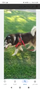 گمشده سگ هاسکی مالاموت در مشهد