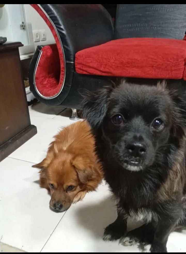 گم شدن سگ اشپیتز تریر مشکی