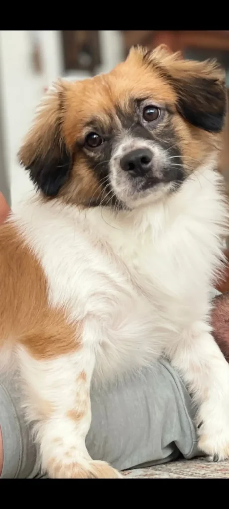 واگذاری سگ اشپیتز پامر