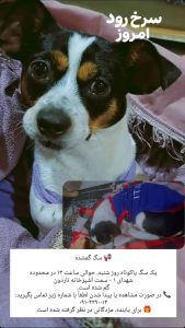 سگ پاکوتاه سیاه و سفیدفاکس تریر گمشده