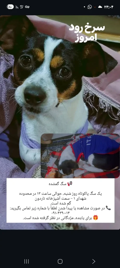 سگ پاکوتاه سیاه و سفیدفاکس تریر گمشده