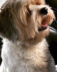 واگذاری شیتزو استان البرز-کرج