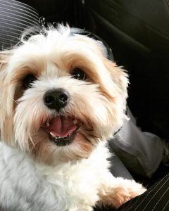 واگذاری شیتزو استان البرز-کرج