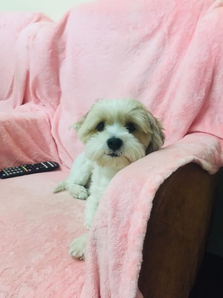 واگذاری شیتزو استان البرز-کرج