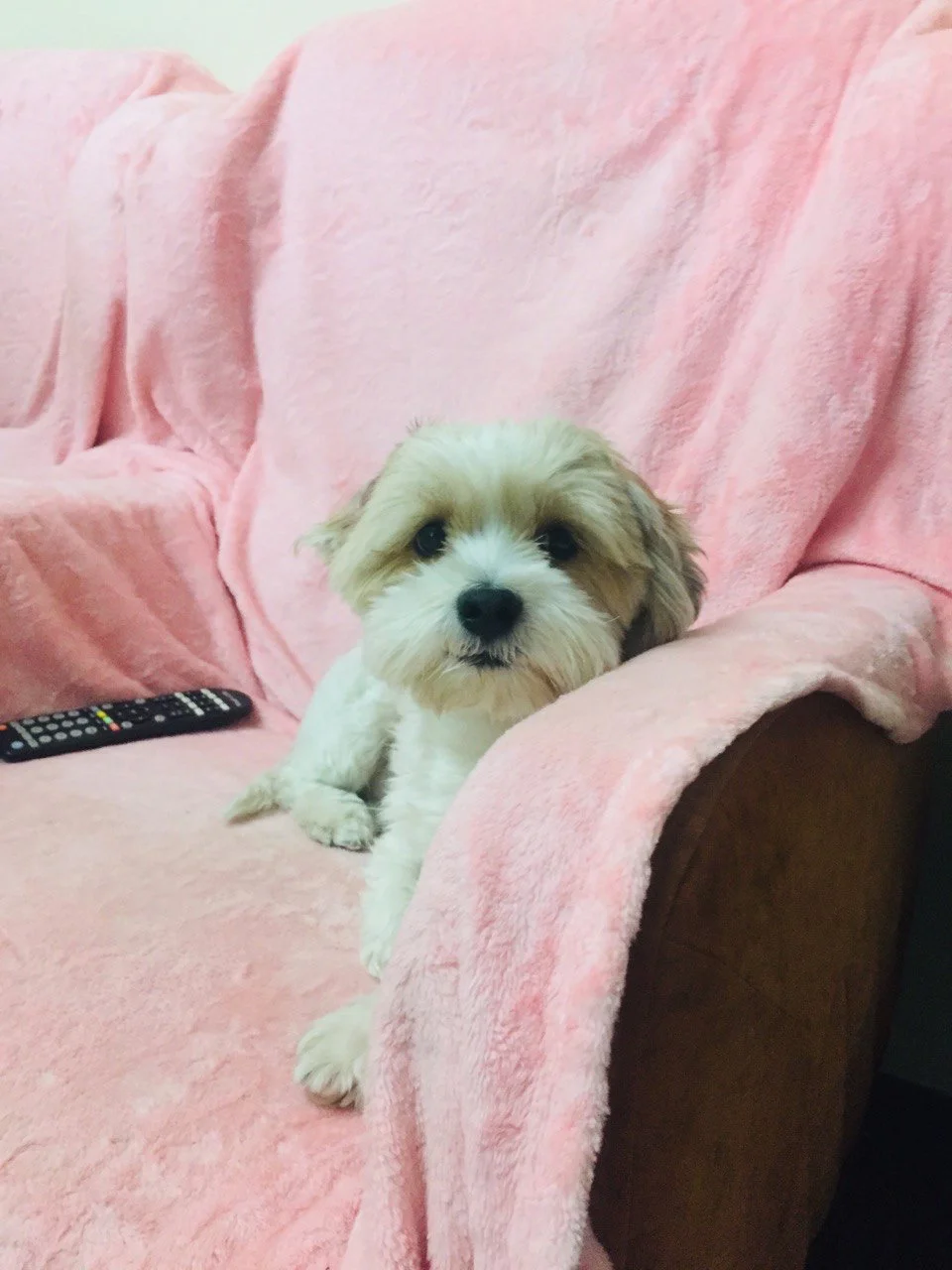 واگذاری شیتزو استان البرز-کرج