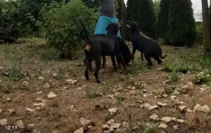 واگذاری دو سگ نر نژاد رتفایلر