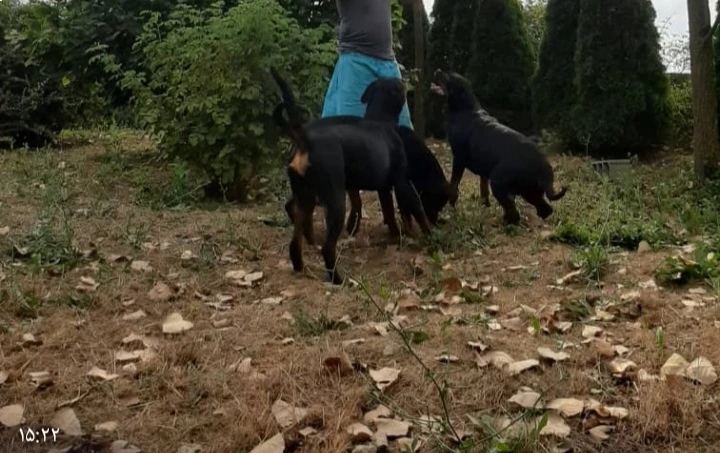 واگذاری دو سگ نر نژاد رتفایلر