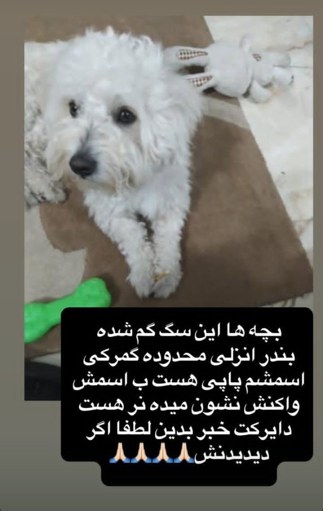 گمشده سگ شیتزو بندرانزلی