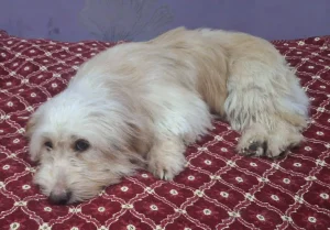 واگذاری سگ شیتزو تریر اهواز