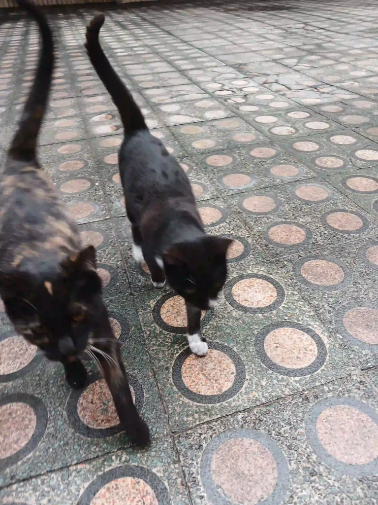 واگذاری ۳ عدد گربه