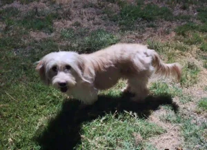 واگذاری سگ شیتزو تریر اهواز