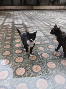 واگذاری ۳ عدد گربه