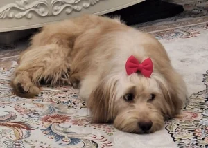 واگذاری سگ شیتزو تریر اهواز