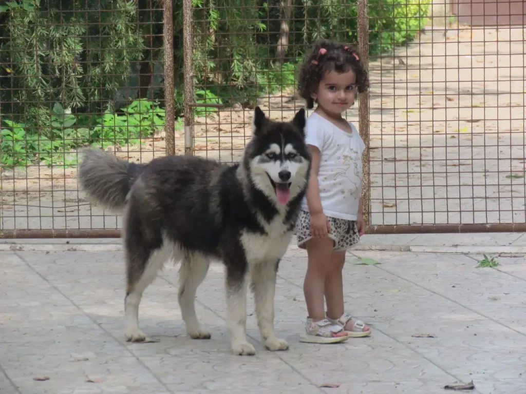 راهنمای کامل بردن سگ و گربه از ایران به سوئد (آپدیت 2026)