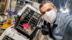 راهنمای کامل بردن سگ و گربه از ایران به سوئد (آپدیت 2026) 🇸🇪🐶🐱 Pet Travel Sezar | صفر تا صد، قانونی، بدون استرس بردن سگ یا گربه از ایران به سوئد، یکی از حساس‌ترین مسیرهای پت تراول در اروپاست. سوئد کشوری است که قانون را مو به مو اجرا می‌کند و کوچک‌ترین نقص در مدارک می‌تواند باعث تأخیر، استرس یا حتی بازگرداندن حیوان شود. در این مقاله، بر اساس: قوانین رسمی سوئد و اتحادیه اروپا تجربه ده‌ها پرونده موفق مستقیم توسط Pet Travel Sezar و واقعیت‌های اجرایی فرودگاهی همه چیز را شفاف، صادقانه و کاربردی توضیح داده‌ایم. --- چرا بردن سگ به سوئد سخت‌گیرانه است؟ اگر بخواهیم خیلی ساده بگوییم: سوئد سخت‌گیرترین کشور اروپایی در ورود حیوانات خانگی است. نه به این معنا که قانونش متفاوت است، بلکه چون: کنترل مرزی بسیار دقیق دارد اعلام به گمرک را جدی می‌گیرد و هیچ خطای کوچکی را نادیده نمی‌گیرد به همین دلیل است که اگر مسیر را از اول درست و قانونی نچینید، دچار سردرگمی و استرس می‌شوید.