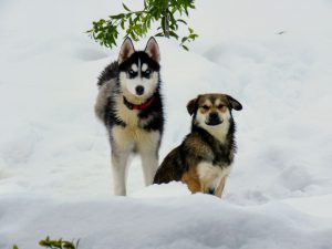 راهنمای کامل بردن سگ و گربه از ایران به سوئد (آپدیت 2026)