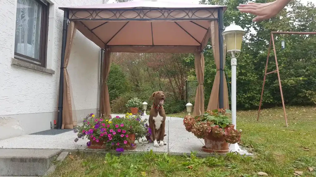 بردن سگ به آلمان | راهنمای کامل خروج از ایران (2026)