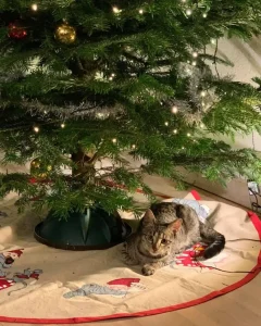 بردن گربه به آلمان | راهنمای کامل خروج از ایران (2026)