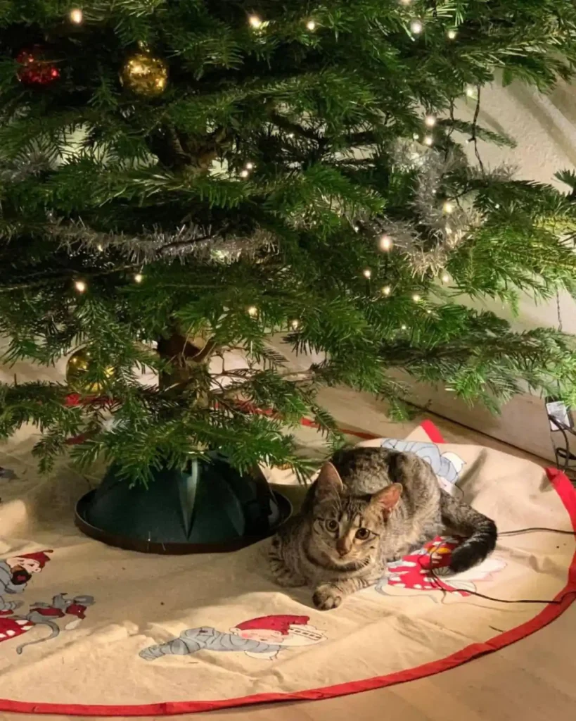 بردن گربه به آلمان | راهنمای کامل خروج از ایران (2026)