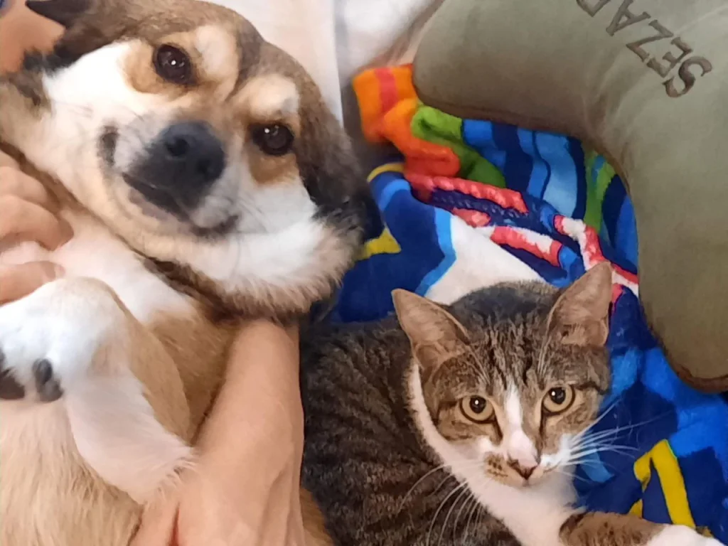 بردن گربه به آلمان | راهنمای کامل خروج از ایران (2026)