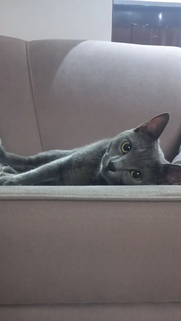 واگذاری گربه راشن بلو در رشت