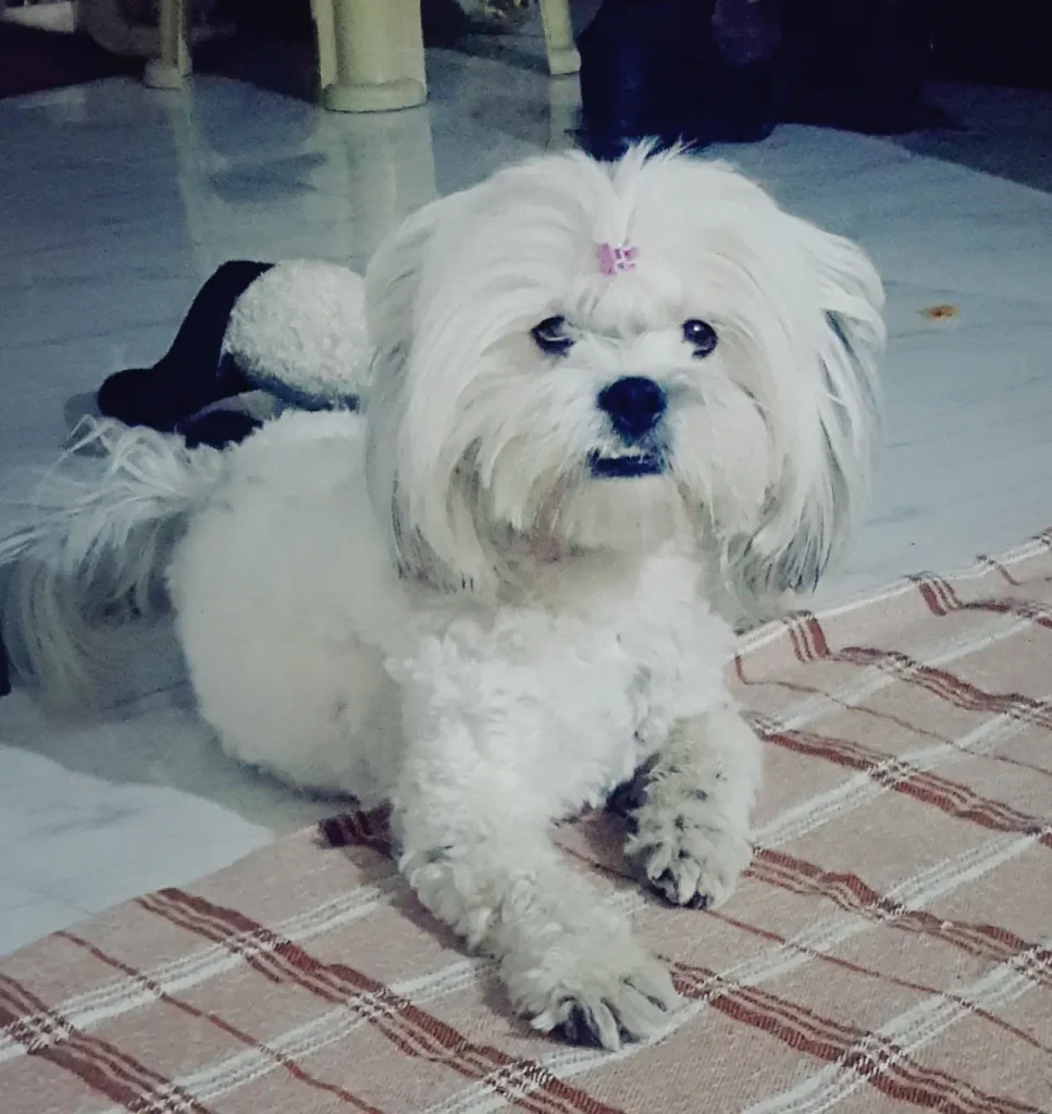 سگ گمشده در استان تهران شهر بومهن