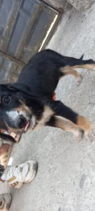 واگذاری توله سگ نژاد تریر و بومی