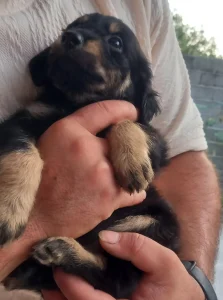 واگذاری توله سگ نژاد تریر