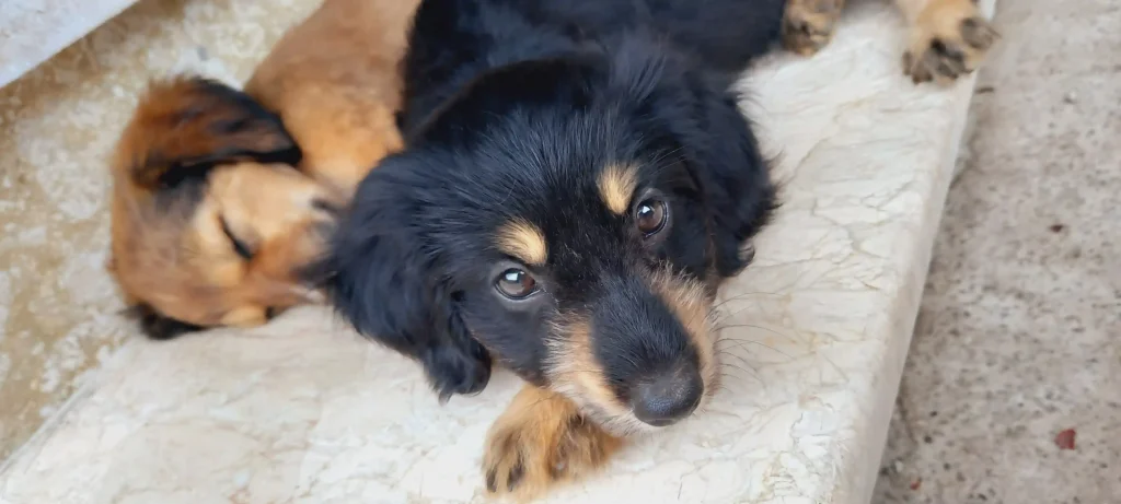 واگذاری توله سگ نژاد تریر