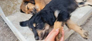 واگذاری توله سگ نژاد تریر