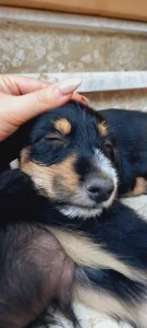 واگذاری توله سگ نژاد تریر و بومی