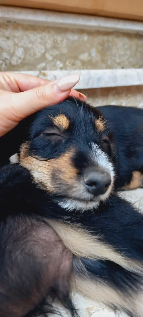 واگذاری توله سگ نژاد تریر و بومی