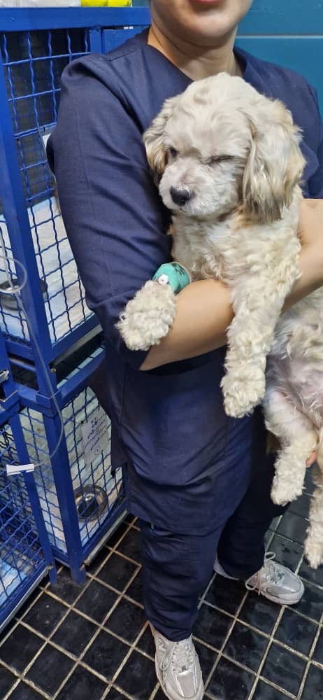 واگذاری سگ نژاد دار ماده