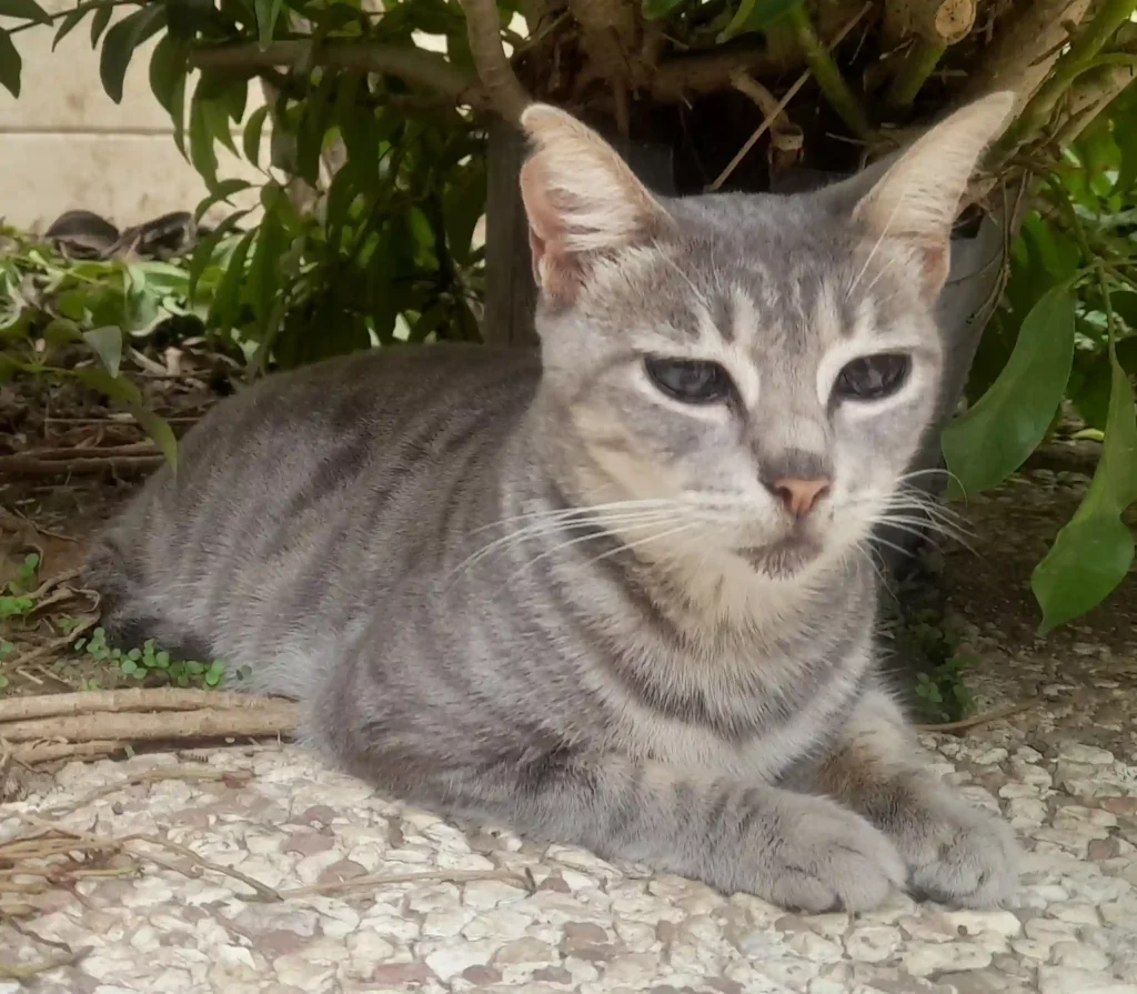 واگذاری ۳ گربه بالغ و ۲ گربه ۷، ۸ ماهه