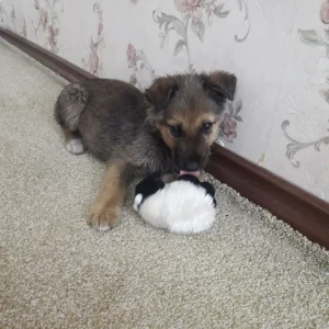 واگذاری سگ بومی مهربون