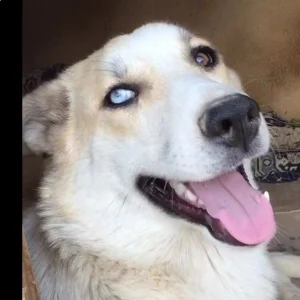 واگذاری سگ میکس بومی و هاسکی