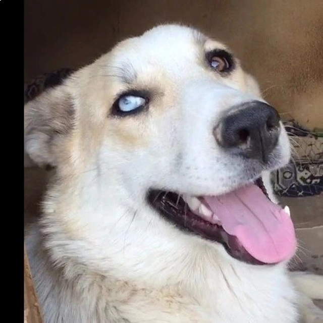 واگذاری سگ میکس بومی و هاسکی