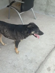 واگذاری سگ بومی شهر جدید هشتگرد