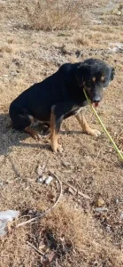 واگذاری سگ بومی شهر جدید هشتگرد