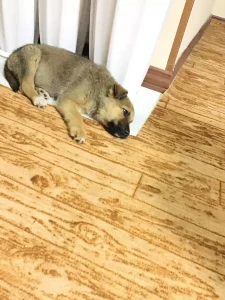 واگذاری سگ بومی مهربون