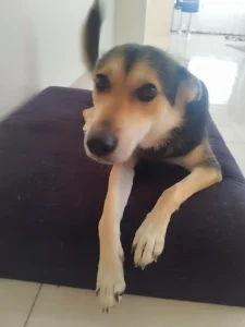 واگذاری میکس ژرمن و گیل در رشت