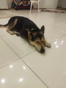 واگذاری میکس ژرمن و گیل در رشت