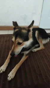 واگذاری میکس ژرمن و گیل در رشت