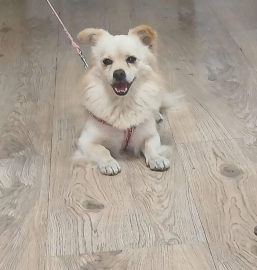 پیدا شدن سگ پامر اشپیتز