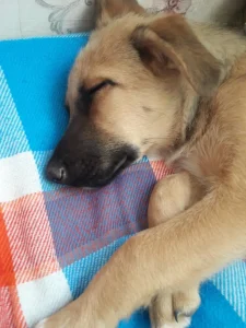 واگذاری سگ بومی مهربون