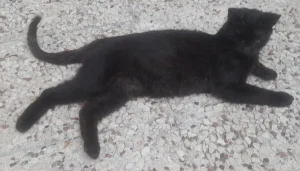 واگذاری ۳ گربه بالغ و ۲ گربه ۷، ۸ ماهه