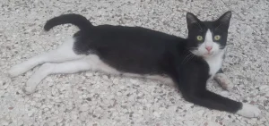 واگذاری ۳ گربه بالغ و ۲ گربه ۷، ۸ ماهه